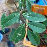 Xylocarpus moluccensis Blatt