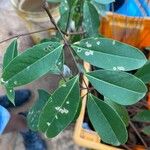 Xylocarpus moluccensis Folha