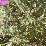 Cirsium vulgare Blatt