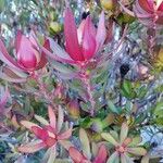 Leucadendron salignum പുഷ്പം