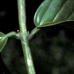 Combretum cacoucia Corteza