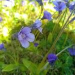 Pinguicula grandiflora Flower