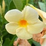 Allamanda catharticaFlower