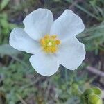 Helianthemum almeriense Цветок