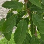 Tabebuia roseaBlad