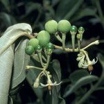 Solanum schlechtendalianum Vili