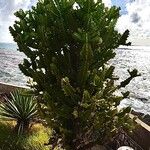 Euphorbia lactea Leaf