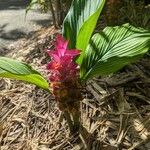 Curcuma zedoaria Flor