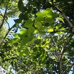 Bursera simaruba Leaf