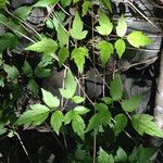 Clematis ligusticifolia Hoja