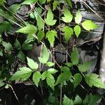 Clematis ligusticifolia برگ