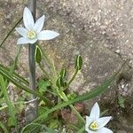 Anthericum ramosum Fula