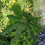 Sauromatum venosum Hoja