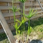 Cyperus papyrus Folha