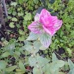 Salvia viridis Floare