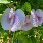 Centrosema virginianum Flower