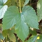 Humulus lupulus ᱥᱟᱠᱟᱢ