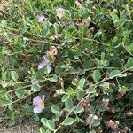 Capparis spinosa Celota