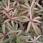 Tradescantia spathacea ഇല