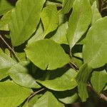 Ruprechtia costaricensis Leaf