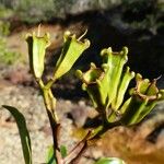 Syzygium pterocalyx Blodyn