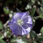 Evolvulus helianthemifolius Fleur