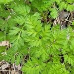 Chaerophyllum tainturieri Feuille