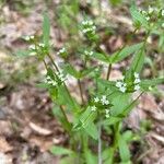 Valeriana woodsiana Květ