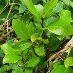 Ficus natalensis Leaf
