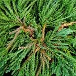 Cryptomeria japonicaDeilen