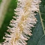Castanea crenata Flower