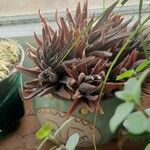 Haworthia attenuata পাতা