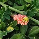 Indigofera spicata Virág