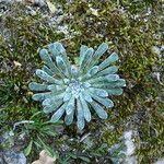 Saxifraga longifolia Leaf