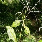 Verbena urticifolia Vaisius