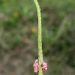Stachytarpheta mutabilis फूल