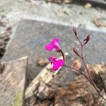 Comparettia falcata Flower