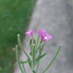 Epilobium hirsutumŽiedas