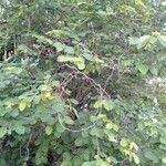 Derris trifoliata Alkat (teljes növény)