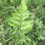 Dryopteris carthusianaYaprak