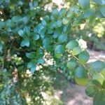 Myrsine africana Likasa