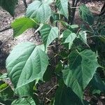 Catalpa bungei Blatt