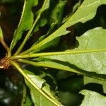 Terminalia bucidoides Leaf