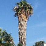 Washingtonia filifera Blad