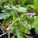 Lepechinia hastata Flor