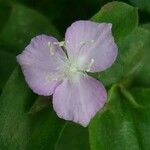 Tradescantia brevifolia 花