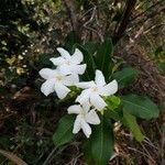 Cerbera manghas Flower