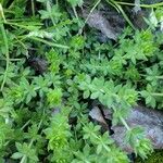 Galium verrucosum叶