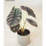 Alocasia cuprea List