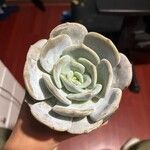 Echeveria lilacina Žiedas